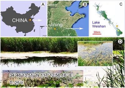 Ontogeny and Phylogeny of a New Hypotrichous Ciliate (Protista, Ciliophora), Metaurostylopsis alrasheidi n. sp., With Establishment of a New Genus Monourostylopsis n. gen.